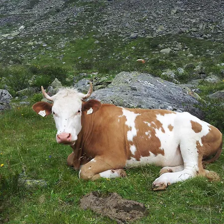 Alpenrose Hotel-garni Gerlos